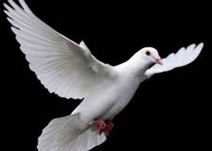 1. white pigeon. Lina Kostenko