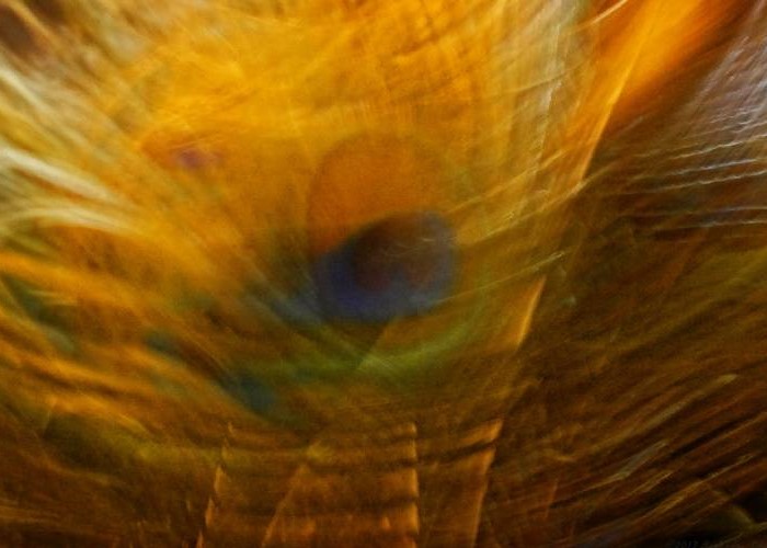 A_brown_spread_A peacock quill captured for an ICM theme (Intentional Camera Movement) CC BY-SA 2.0