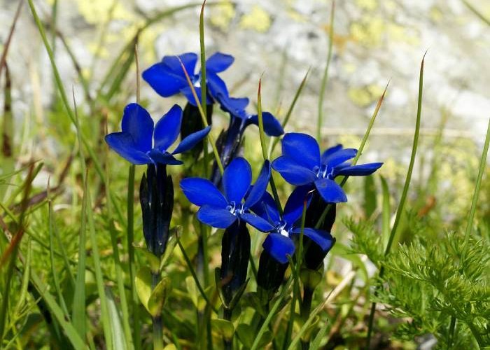 gentiana-bavarica